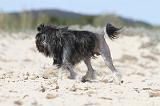 PETIT CHIEN LION 044
